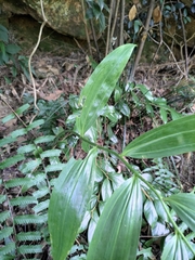 Polygonatum filipes