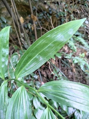 Polygonatum filipes