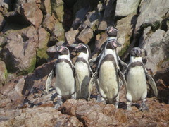 Spheniscus humboldti