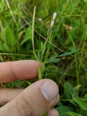 Epilobium strictum