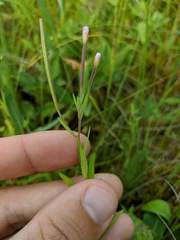Epilobium strictum