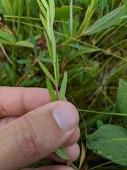 Epilobium strictum
