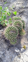 Mammillaria karwinskiana karwinskiana