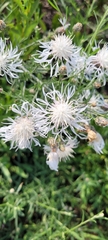 Centaurea
