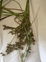 Scirpus atrocinctus