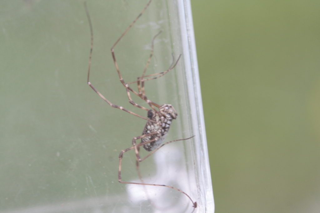 Megabunus lesserti