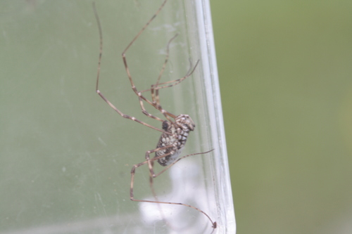 Megabunus lesserti