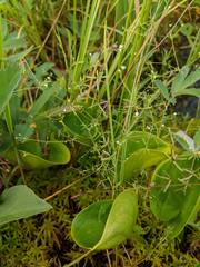 Galium labradoricum