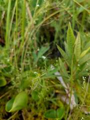 Galium labradoricum