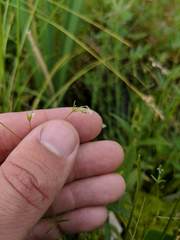 Galium labradoricum