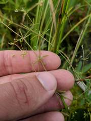 Galium labradoricum