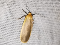 Eilema depressa