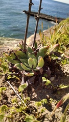 Dudleya caespitosa
