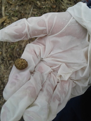 Noctuidae