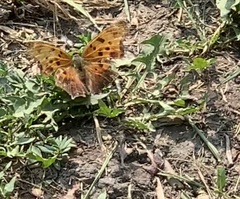 Polygonia progne
