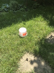 Dolichovespula maculata