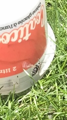 Dolichovespula maculata