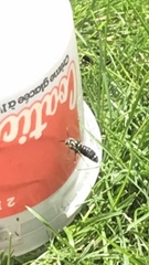 Dolichovespula maculata