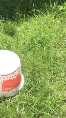 Dolichovespula maculata