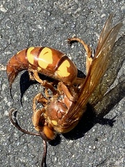 Sphecius