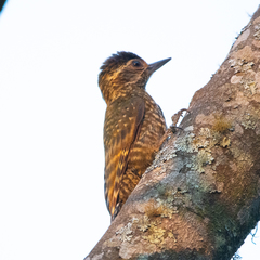 Dryobates maculifrons