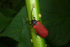 Pyropterus nigroruber