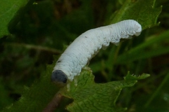 Tenthredo rubricoxis