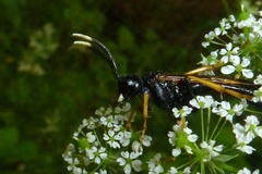 Tenthredo crassa
