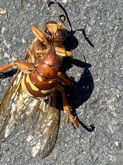 Sphecius
