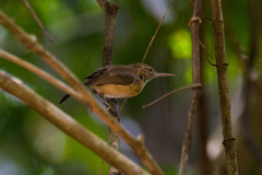 Ramphocaenus melanurus