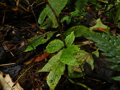 Microchilus