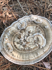 Microporellus