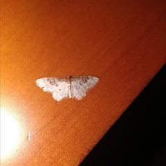 Idaea mustelata