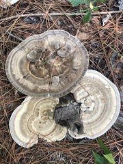 Microporellus