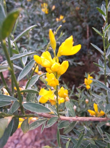 Image of Genista florida by (c) Ben Costamagna, some rights reserved (CC BY)