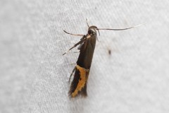 Enchrysa dissectella