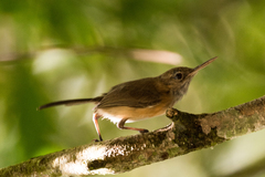 Ramphocaenus melanurus