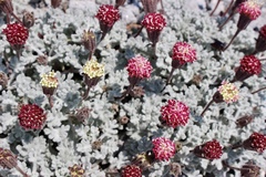 Chaenactis nevadensis