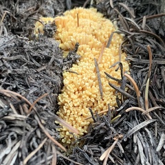 Ramaria flava
