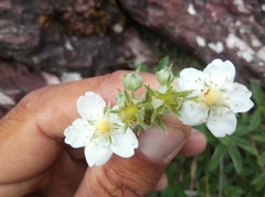 Potentilla alchimilloides