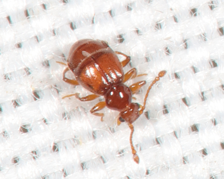 Reichenbachia congener