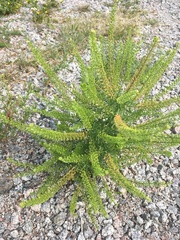 Lepidium ramosissimum