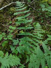 Dryopteris × boottii