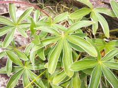 Potentilla alchimilloides