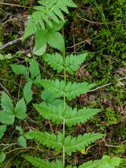 Dryopteris × boottii
