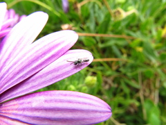 Callistochlora chloris