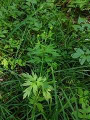 Ranunculus pensylvanicus