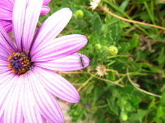 Callistochlora chloris