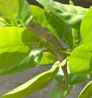 Senegal Chameleon