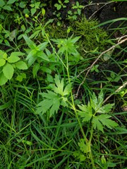 Ranunculus pensylvanicus